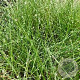 Festuca amethystina GM P9 BIO