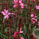 Gaura l. 'Blaze' GM P9 BIO
