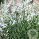 Gaura l. 'Snowbird' GM P9 BIO