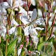 Gaura l. 'White Dove' GM P9 BIO
