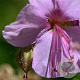 Geranium cant. 'Lohfelden' GM P9 BIO