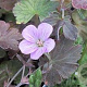 Geranium 'Dusky Crûg' GM P9 BIO