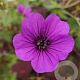 Geranium 'Hexham Velvet' GM P9 BIO