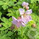 Geranium macr. 'Ingwersen's Var.' GM P9 BIO