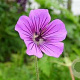 Geranium 'Pink Penny' GM P9 BIO