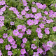 Geranium rivers. 'Mavis Simpson' GM P9 BIO