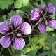 Geranium 'Salomé' GM P9 BIO