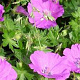 Geranium sang. 'Ankum's Pride' GM P9 BIO