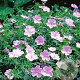 Geranium sang. 'Apfelblute' GM P9 BIO