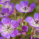 Geranium 'Sweet Heidy' GM P9 BIO