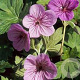 Geranium w. All Summer Joy GM P9 BIO