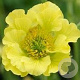 Geum 'Banana Daiquiri' GM P9 BIO
