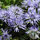 Globularia punctata GM P9 BIO