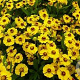 Helenium 'Goldrausch' GM P9 BIO