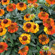 Helenium 'Short and Sassy' GM P9 BIO