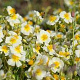 Helianthemum 'Elfenbeinglanz' GM P9 BIO