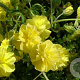 Helianthemum 'Sulphureum Plenum' GM P9 BIO
