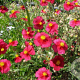 Helianthemum 'Supreme' GM P9 BIO
