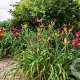 Hemerocallis 'American Revolution' GM P9 BIO