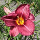 Hemerocallis 'Byzantine Emperor' GM P9 BIO