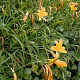 Hemerocallis dumortieri GM P9 BIO