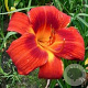 Hemerocallis 'Holiday Delight' GM P9 BIO
