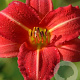Hemerocallis 'Red Rum' GM P9 BIO