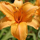 Hemerocallis 'Ruffled Apricot' GM P9 BIO