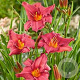 Hemerocallis 'Summer Wine' GM P13 Biologisch