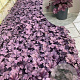 Heuchera 'Forever Purple' GM P9 BIO