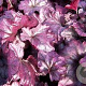 Heuchera 'Plum Royale' GM P9 BIO