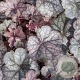 Heuchera 'Regina' GM P9 BIO