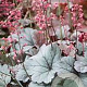 Heuchera 'Silver Gumdrop' GM P9 BIO