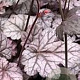 Heuchera 'Timeless Treasure' GM P9 BIO