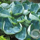 Hosta 'Abiqua Drinking Gourd' GM P9 BIO