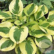 Hosta 'Brim Cup' GM P9 BIO