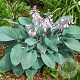 Hosta 'Fragrant Blue' GM P9 BIO