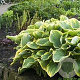 Hosta 'Frances Williams' GM P9 BIO