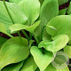 Hosta 'Sum and Substance' GM P9 BIO
