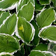 Hosta 'Undulata Albomarginata' GM P9 BIO