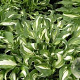 Hosta 'Undulata Mediovariegata' GM P9 BIO