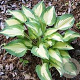 Hosta 'Xanadu' GM P9 BIO