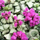 Lamium mac. 'Beacon Silver' GM P9 BIO
