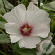 Lavatera 'Blushing Bride' GM P9 BIO
