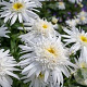 Leucanthemum (S) 'Wirral Supreme' GM P9 BIO