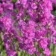 Lychnis viscaria 'Plena' GM P9 BIO