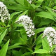 Lysimachia Snow Candles GM P9 BIO