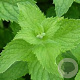 Mentha suaveolens 'Apfel' GM P9 BIO