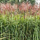 Miscanthus sin. 'Rotsilber' GM P9 BIO
