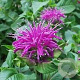 Monarda 'Blaustrumpf' GM P9 BIO